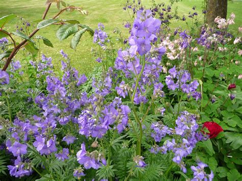 Coloring outside the lines takes creativity and a good bit of courage. life between the flowers : Blue Perennial Jacobs Ladder ...
