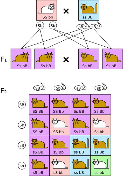 The important thing with dihybrid crosses is that they show that the. File:Dihybrid cross.svg - Wikimedia Commons