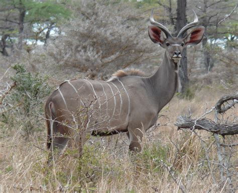 Free Photo Greater Kudu Animal Horns Jungle Free