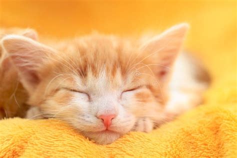Cute Little Kitten Sleeping On Yellow Blanket Stock Photo Image Of