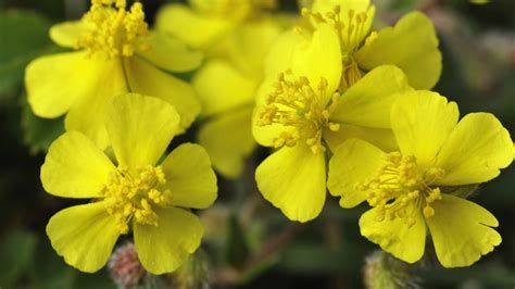 La flor de Bach Rock Rose o Heliantemo - YouTube