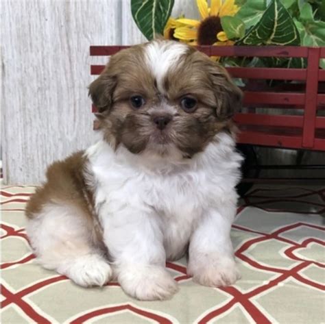 Available Puppies Shih Tzu Breeders Homes Shitzu Puppies Cute Dogs