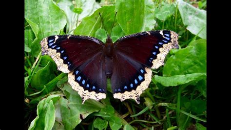 See full list on entnemdept.ufl.edu Ep. 21 - Butterfly Host Plants: Willows & Mourning Cloaks ...