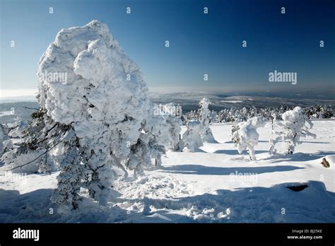 Snow Covered Norway Spruce Fir Trees Picea Abies At Brocken Summit