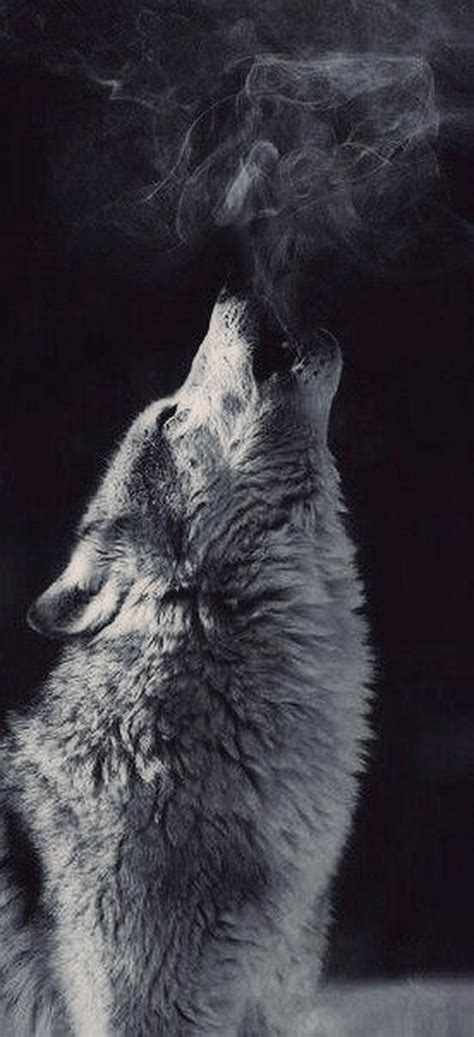 100 Cute Aesthetic Wolf Wallpaper Images And Pictures Myweb