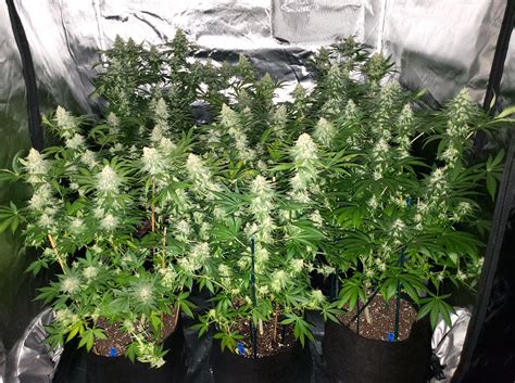 Hps grow lights supply enough light to keep yields high during the flowering stage, and some growers even think they make for denser buds. Which LED Grow Lights Are Best for Growing Cannabis ...