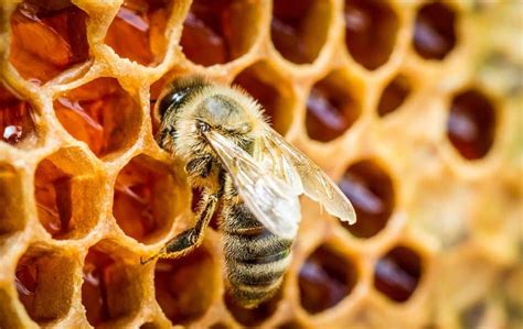 How To Remove Beehive And Bees From Home Usefull Tips Honey And Beekeeping