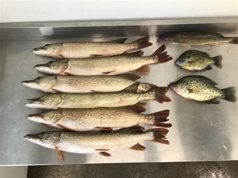 If fact, leech lake muskie's are genetically pure and the leech lake strain of spotted muskie has been stocked throughout minnesota. Leech Lake MN Fishing Reports, Map & Hot Spots