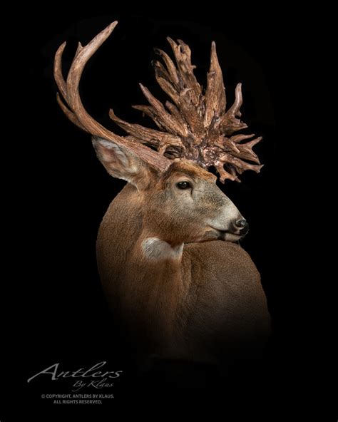 Brian Butcher Buck Antlers By Klaus