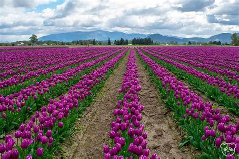 Visiting Skagit Valley Tulip Festival Near Seattle Wa Everything You