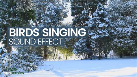 Winter Sounds Of Birds Singing Nature Sounds Royalty Free Sound