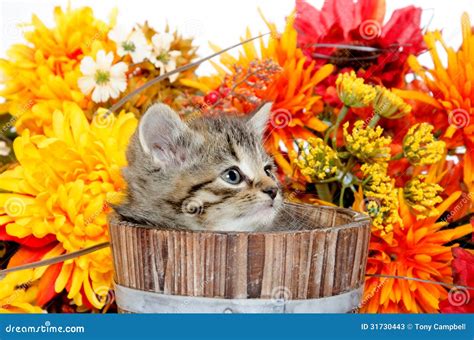 Cute Tabby Kitten Sitting Inside Wooden Barrel With Flowers Stock Image