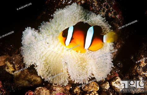 Yellowtail Clownfish Amphiprion Clarkii Living In A Bleached Giant