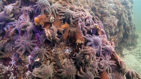 Why Almost All Of The West Coasts Sunflower Sea Stars Have Wilted Away