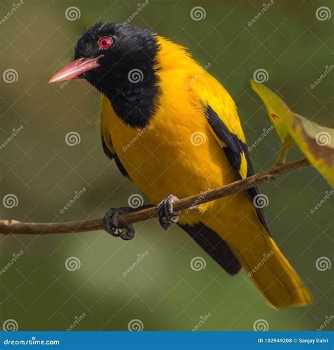 Black Hooded Oriole Bird Stock Photo Image Of Color 102949208