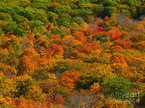 New England Fall Foliage Peak By Juergen Roth