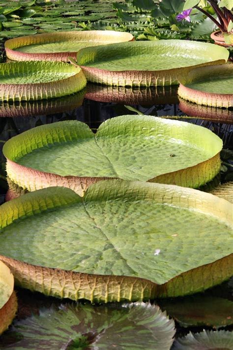 Giant Water Lily Pads Stock Image Image Of Floating 26844409