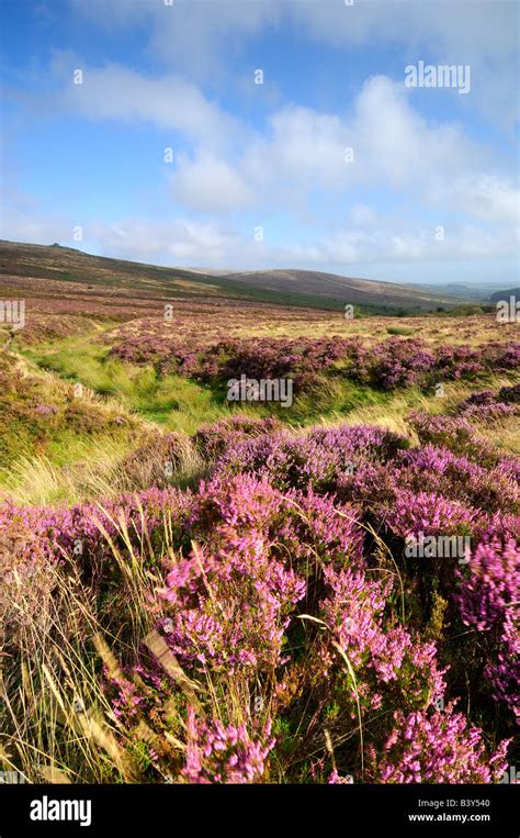 Wild Heather In Full Bloom On Dartmoor National Park In South Devon