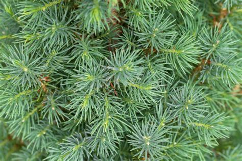 Closeup Texture Of Young Dwarf Pine Tree Leaves In Green Color Stock