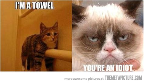 Funny Cat Memes Cat Memes