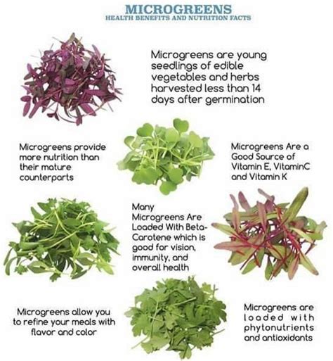 Microgreens Have Many Benefits Like Vitamins And Antioxidants While