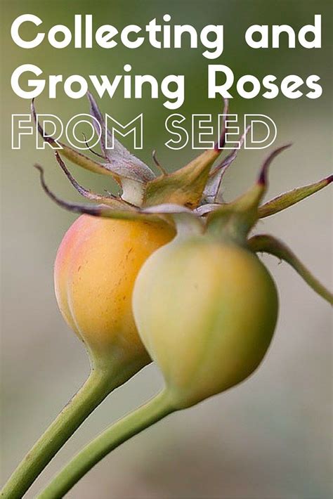 Grow Roses From Collected Seeds Growing Roses Growing Roses From