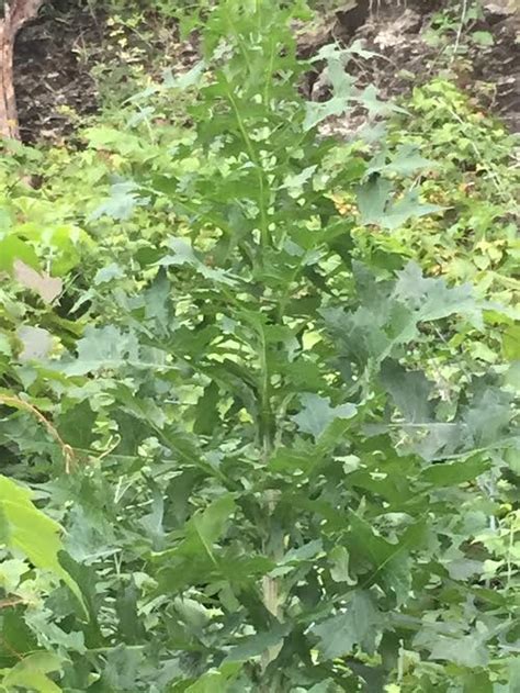 Identification What Is This Tall Broad Leaved Plant From Central Ny