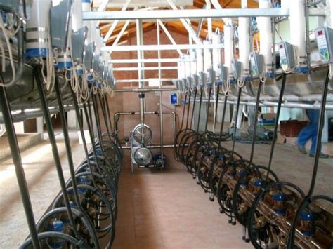 Herringbone Systems Moa Milking And Pumping Ltd Inglewood