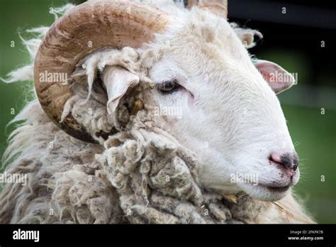Waldschaf Ram Male Sheep An Endangered Sheep Breed From The Area