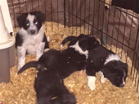 Border Collie Puppies For Adoption For Sale In Portland Oregon