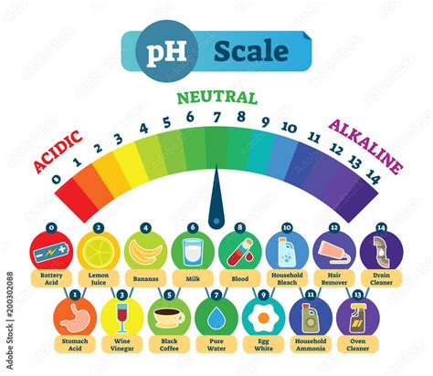 Ph Acid Scale Vector Illustration Diagram With Acidic Neutral And