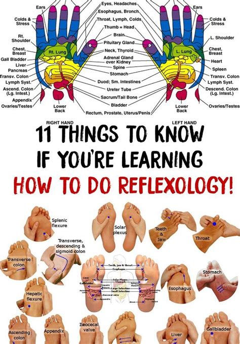 Reflexology Foot Chart Reflexology Massage Cupping Massage Thai