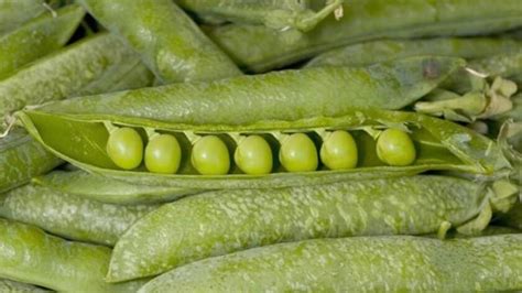 Farmers Market Report English Peas Are In Season Here Are 7 Recipes