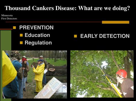 Ppt Thousand Cankers Disease Tcd Powerpoint Presentation Free