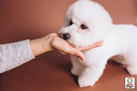 10 De Razas De Perros Pequeños Blancos Y Peludos Agrocampo