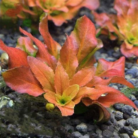 Ludwigia Sphaerocarpa Pilosa In Vitro Plante Pour Aquarium