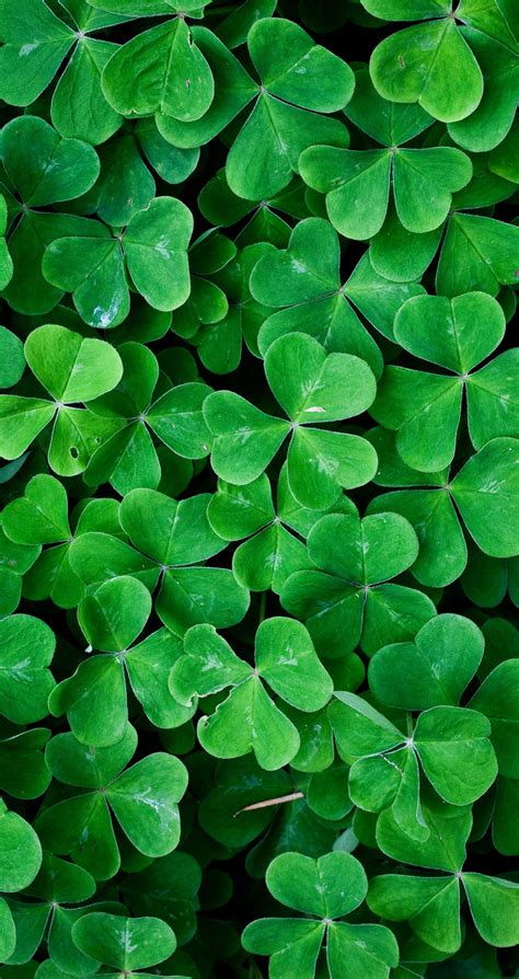 Iphone Green Leaves Wallpaper Hd Images Gallery