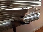 貓咪vs.百葉窗 家中最容易被貓貓破壞的物品+1