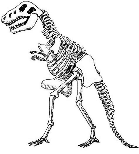 Disegno Di Scheletro Di Tyrannosaurus Rex Da Colorare Images And