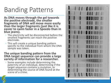 Ppt Genetic Testing Powerpoint Presentation Free Download Id2527461