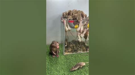 Baby Monkey Playing Alone Gluttonous Rat And Baby Monkey Youtube