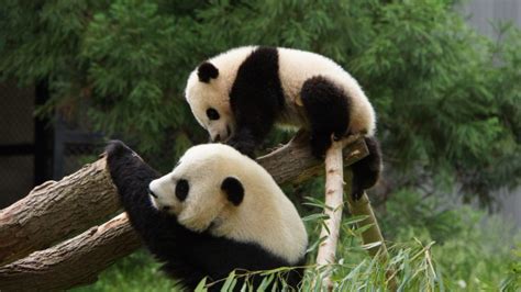 Panda Pandas Baer Bears Baby Cute 9 Wallpapers Hd Desktop And