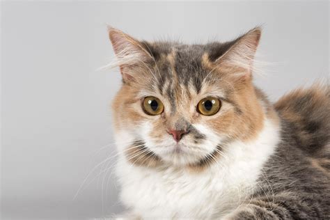 Cymric Cat Breed Profile Characteristics And Care