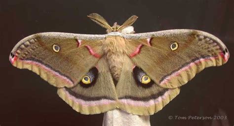 Polyphemus Moth