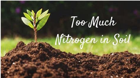 Check out these tips on how to naturally add nitrogen to your sometimes having a garden and getting it to grow properly can be a bit of a headache if you don't know what you are doing. Too Much Nitrogen in Soil | Family Food Garden