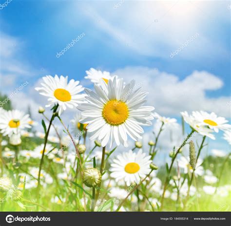 Summer Bright Landscape Beautiful Wild Flowers Camomiles Daisies Field
