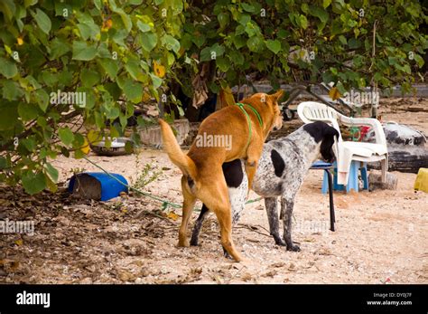 Zwei Hunde ficken kopulierenden Paarung Hündin Hundestrand Stockfoto Bild Alamy