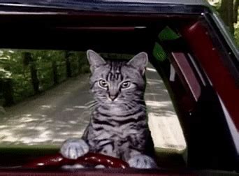 The cats were crying and batting each other the whole car ride. Cat Driving A Car GIFs - Find & Share on GIPHY