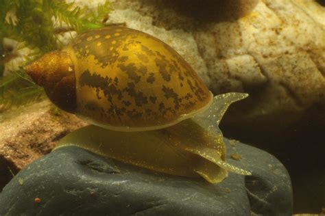 Lymnaea Peregra Wandering Snail