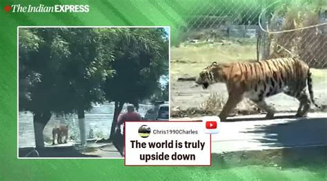 Watch Tiger Wanders The Streets Of Mexico City Man Uses Lasso To